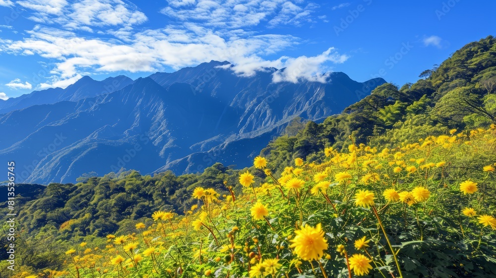 Aesthetic Highland Bliss: Captivating Autumn Scenery and Chrysanthemum Blossoms in Taiwan's Hehuan M
