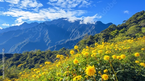 Aesthetic Highland Bliss: Captivating Autumn Scenery and Chrysanthemum Blossoms in Taiwan's Hehuan M