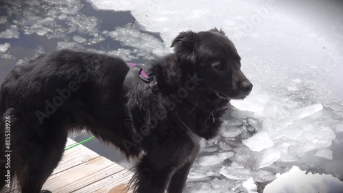 A black dog stands next to thawing pack ice on an Adirondack lake. photo