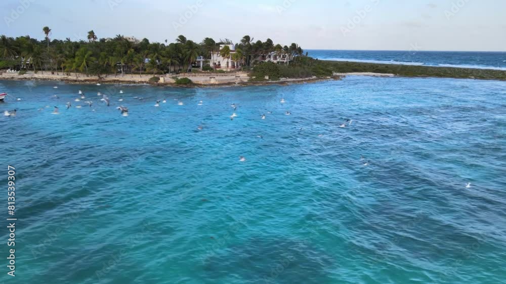 Drone shot of akumal bay and seagulls flying over the sea Drone shot of akumal bay and seagulls flying over the sea