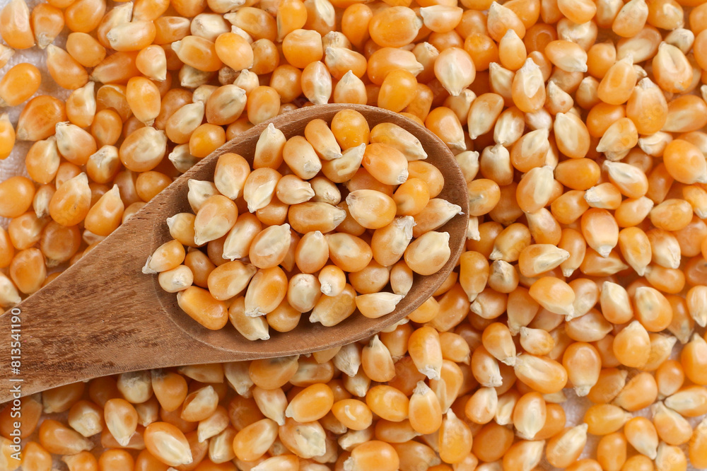 Dried corn or maize kernels Dried corn or maize kernels