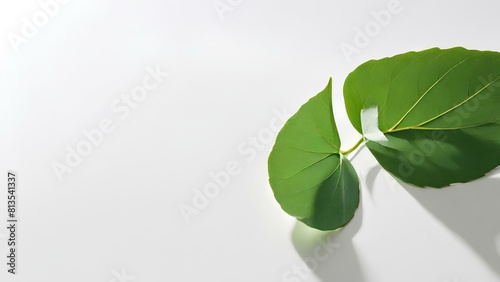 Minimalist Nature: Single Green Leaf Casts Shadow on White Surface