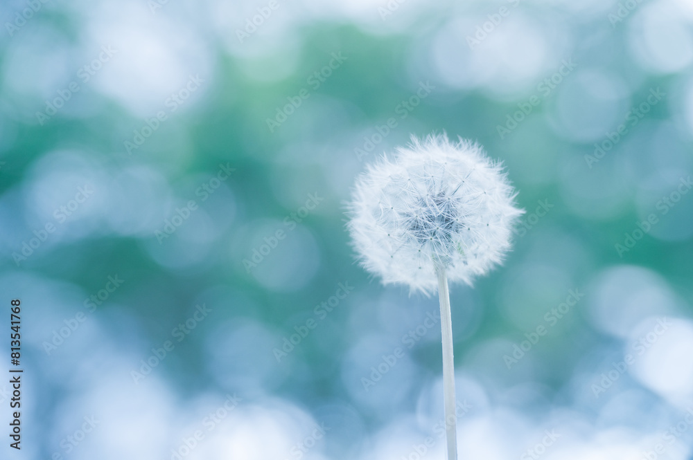 Obraz premium 木漏れ日とタンポポの綿毛