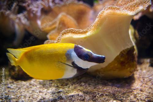 The foxface rabbitfish or black-face rabbit fish, badger fish or the common foxface  photo
