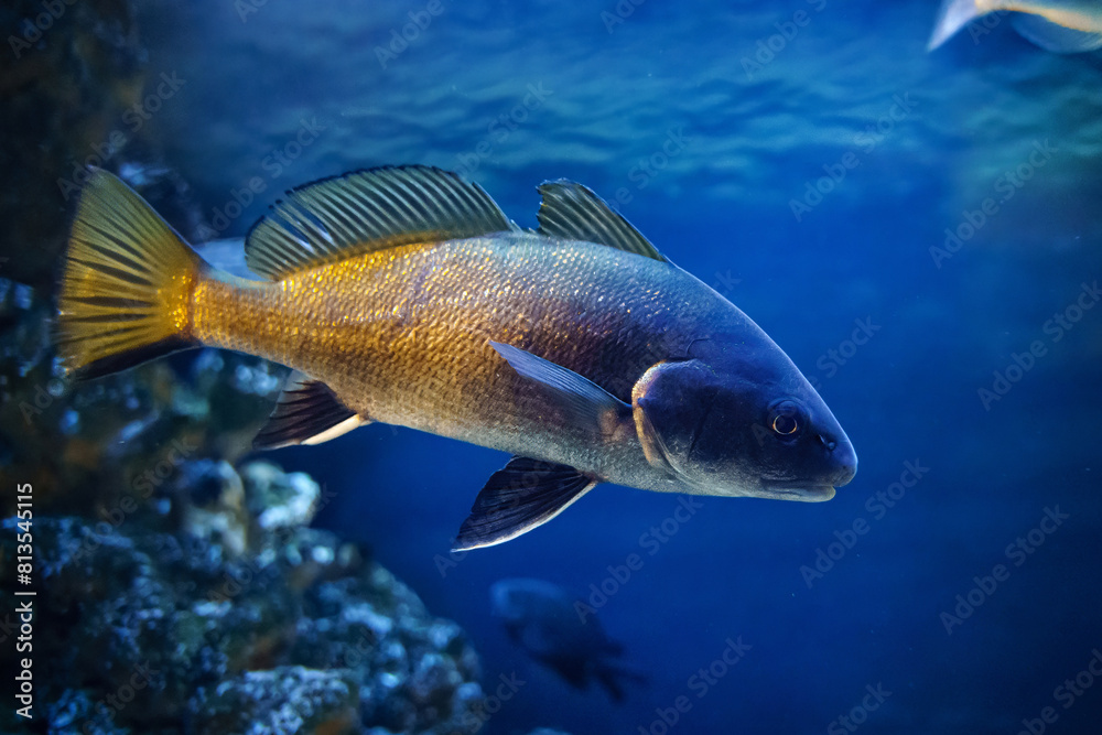 Naklejka premium Brown meagre or corb (Sciaena umbra) commercial marine Atlantic fish