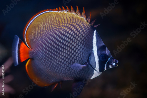 The red-tailed butterflyfish  photo