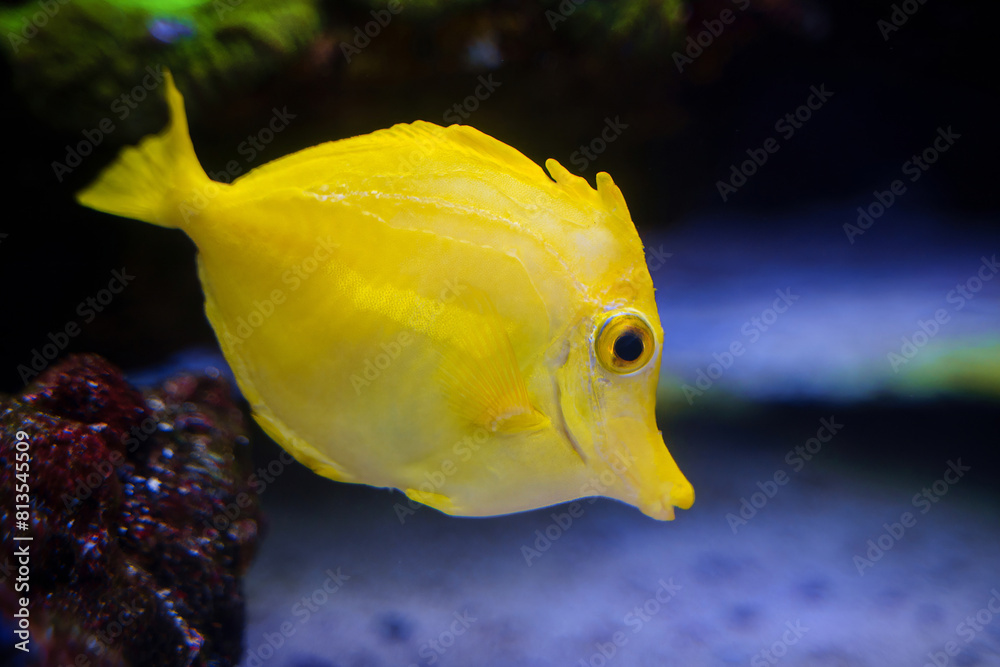 Yellow Tang popular marine aquarium tropical fish Yellow Tang popular marine aquarium tropical fish