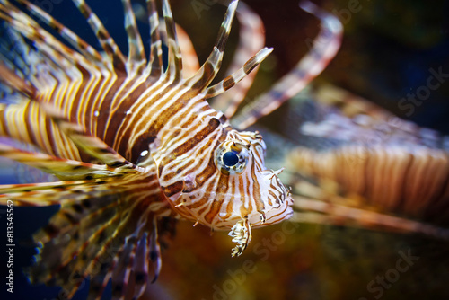 Head of red lionfish  Pterois volitans  striped colorful venomous coral reef fish