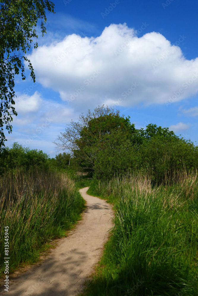Wanderpfad durch Sumpflandschaft bei Gothmund in Schleswig-Holstein Wanderpfad durch Sumpflandschaft bei Gothmund in Schleswig-Holstein