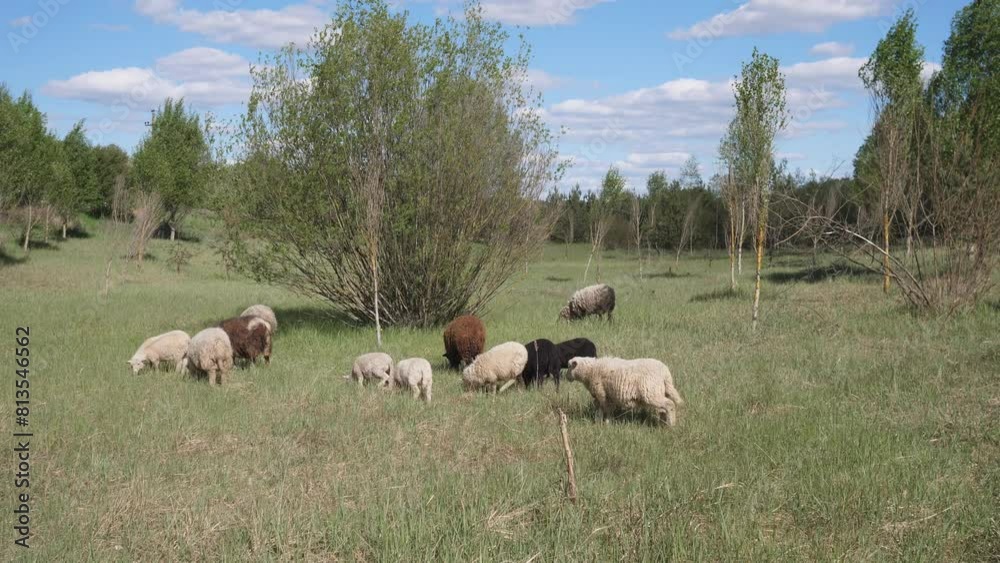 A flock of sheep is sown in a meadow in summer A flock of sheep is sown in a meadow in summer