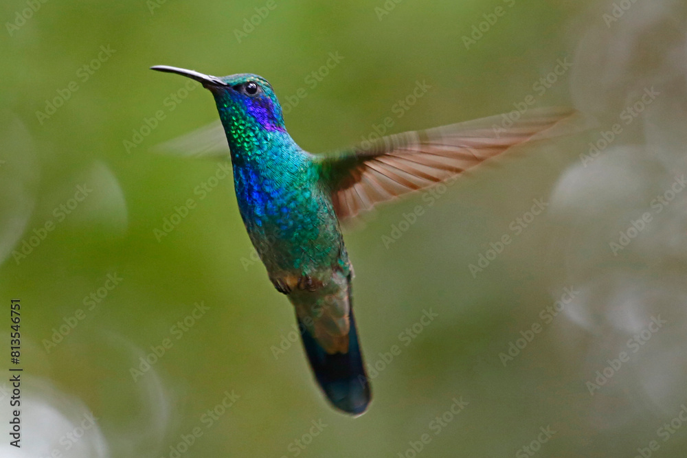 Fototapeta premium Mexican Violetear hummingbird (Colibri thalassinus), taken in Honduras.