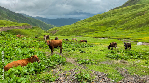 Cows on alpine green meadow in the mountain valey photo