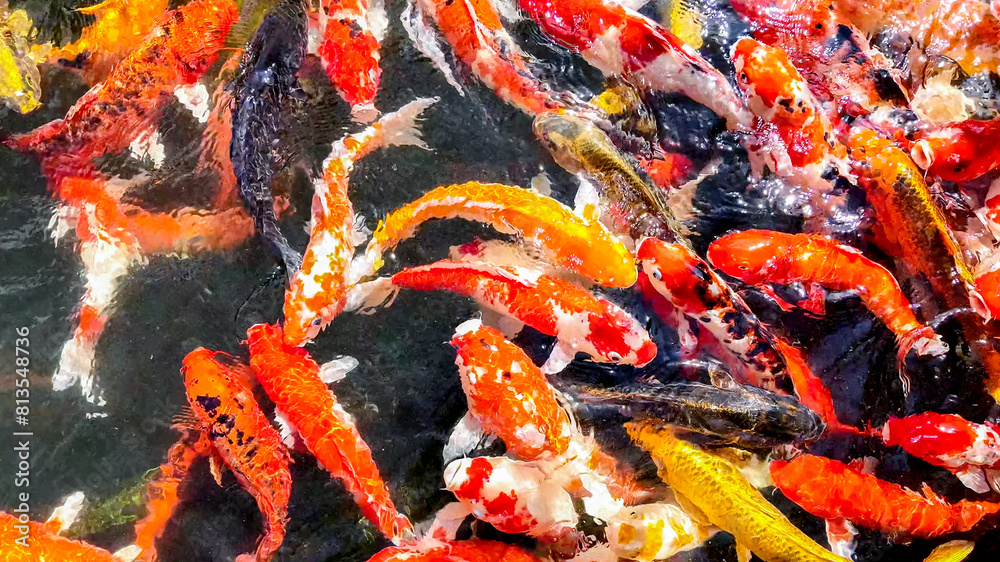 Vibrant koi fish swarm in a pond, perfect for themes of Zen gardens, tranquility, or Asian cultural festivals