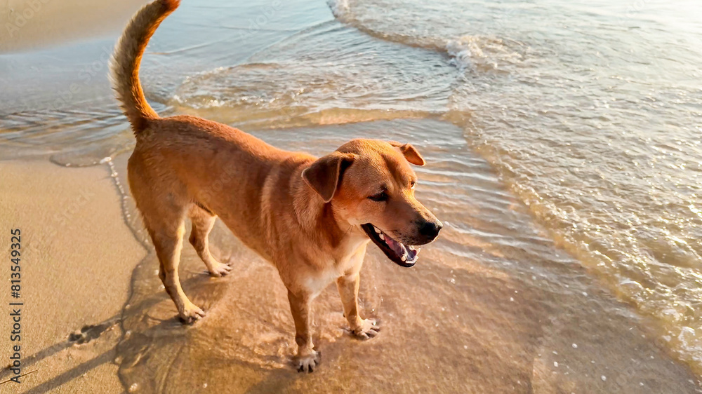 Brown dog lounging on a sandy beach at sunset with palm trees in the background, ideal for summer vacation and tropical relaxation themes Brown dog lounging on a sandy beach at sunset with palm trees in the background, ideal for summer vacation and tropical relaxation themes
