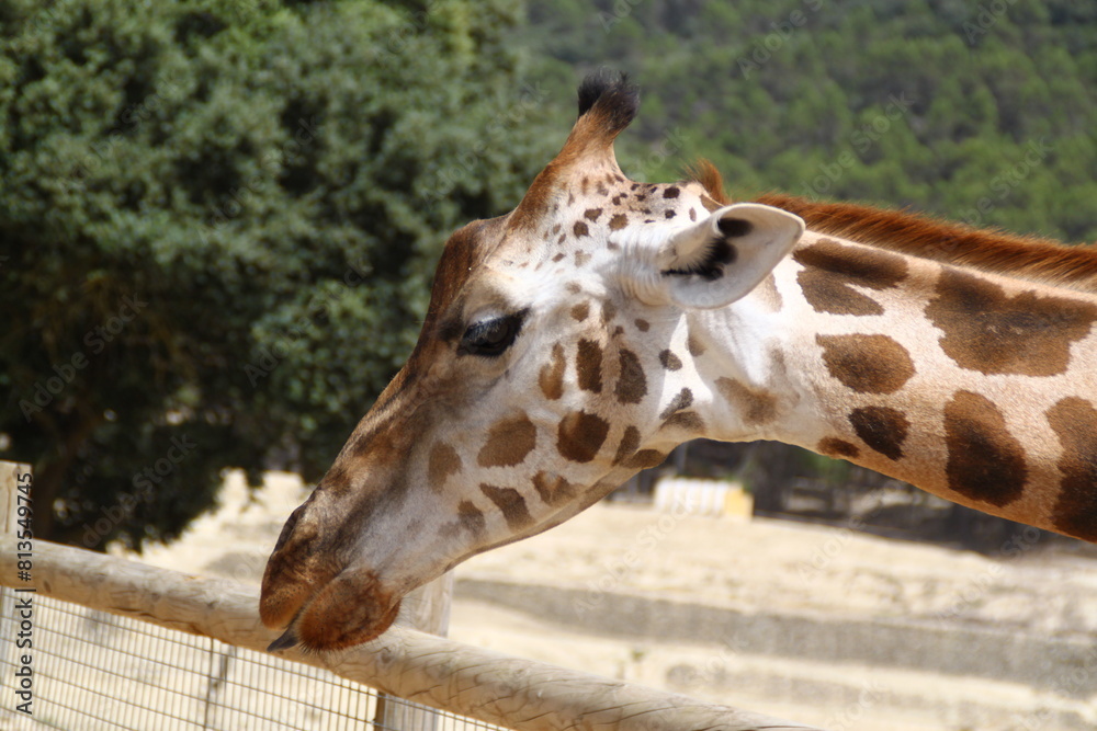 Obraz premium jirafa