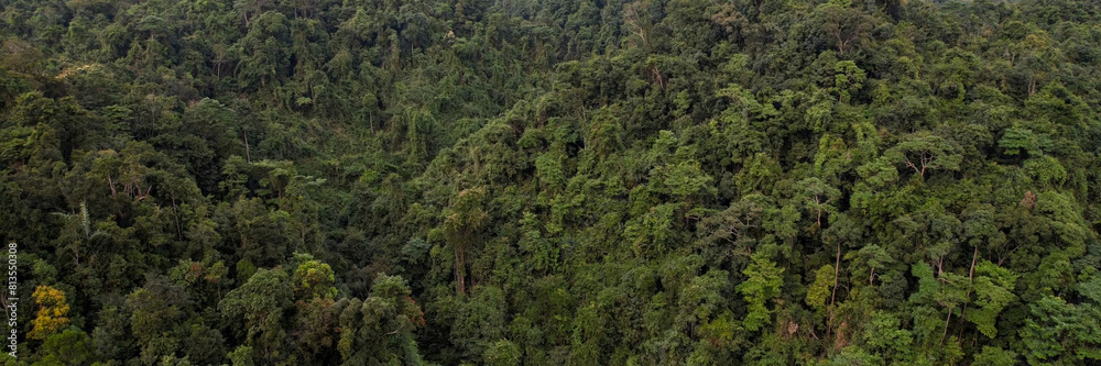 Aerial view of a dense tropical rainforest canopy, symbolizing Earth Day and World Environment Day, highlighting the concept of conservation and biodiversity