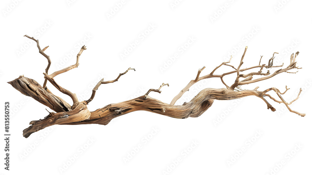 Dry twisted jungle branch isolated on transparent background