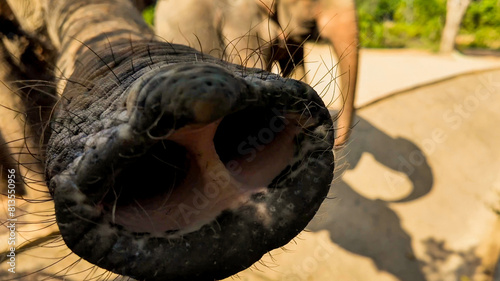 Close-up of an Asian elephant's trunk reaching towards the camera, potentially useful for wildlife conservation themes or World Elephant Day promotions photo