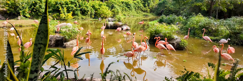 Flock of elegant pink flamingos foraging in a tranquil tropical wetland, surrounded by lush greenery, ideal for themes of wildlife and nature conservation
