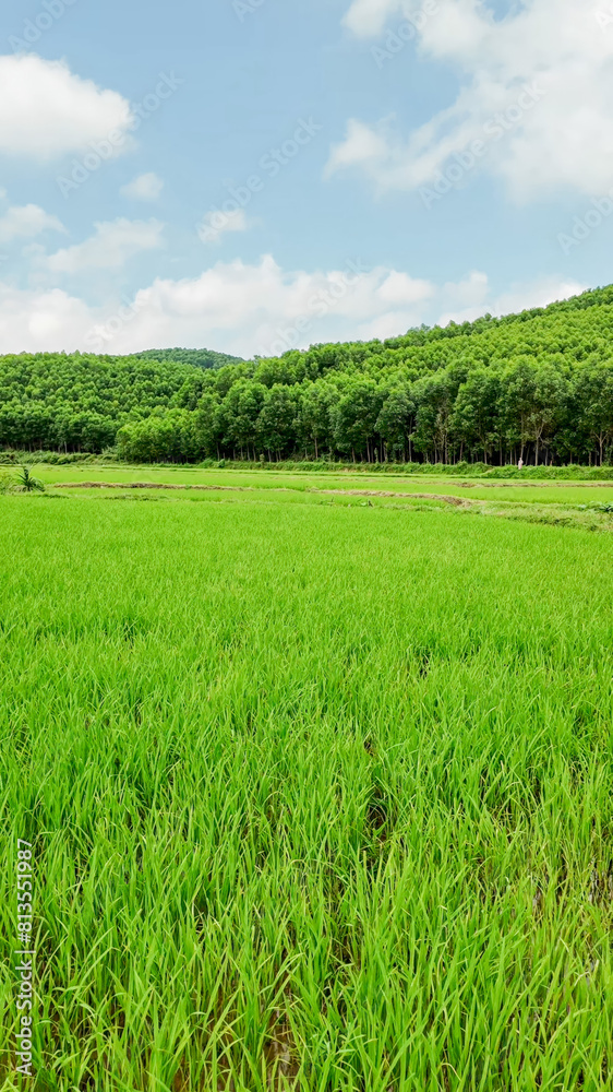Lush green paddy fields with standing water reflecting sustainable agriculture practices, related to World Environment Day and National Rice Planters Day