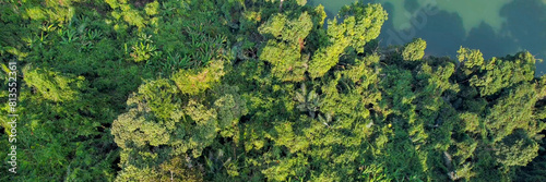 Aerial view of a dense forest canopy showing the diverse texture of greenery, relevant for concepts like Earth Day, conservation, and environmentalism