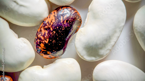 Unique purple and orange speckled bean stands out among white beans, symbolizing diversity and uniqueness, ideal for discussions on genetic variation or individuality