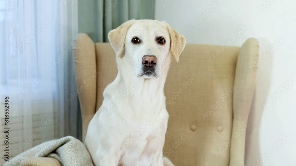 Serene Labrador Retriever sitting on a chair in a cozy room, concept for pet-friendly home decor and National Dog Day