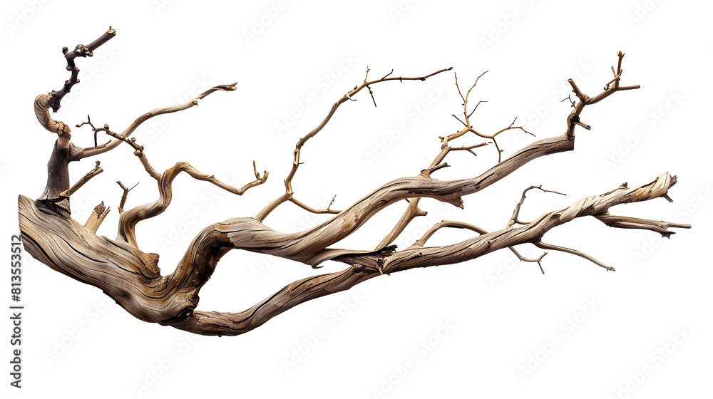 custom made wallpaper toronto digitalDry twisted jungle branch isolated on transparent background