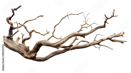 Dry twisted jungle branch isolated on transparent background