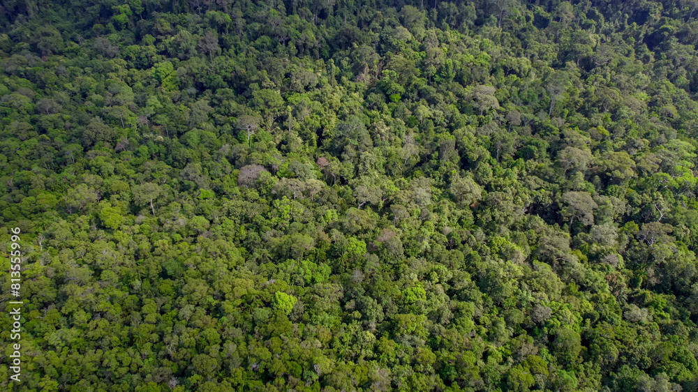 Aerial view of dense green forest canopy, ideal for Earth Day promotion and environmental conservation content