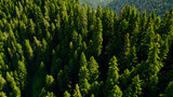 Aerial view of a dense evergreen pine forest, ideal for nature-related concepts and Earth Day environmental awareness campaigns