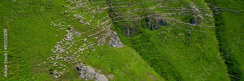 Aerial view of a pastoral landscape with grazing sheep on terraced green fields, suitable for agriculture and sustainability themes