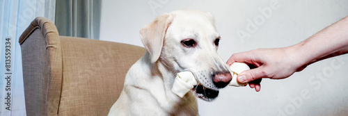 Obedient Labrador retriever with a bow tie gently taking a treat from a human hand, concept for pet training and National Dog Day