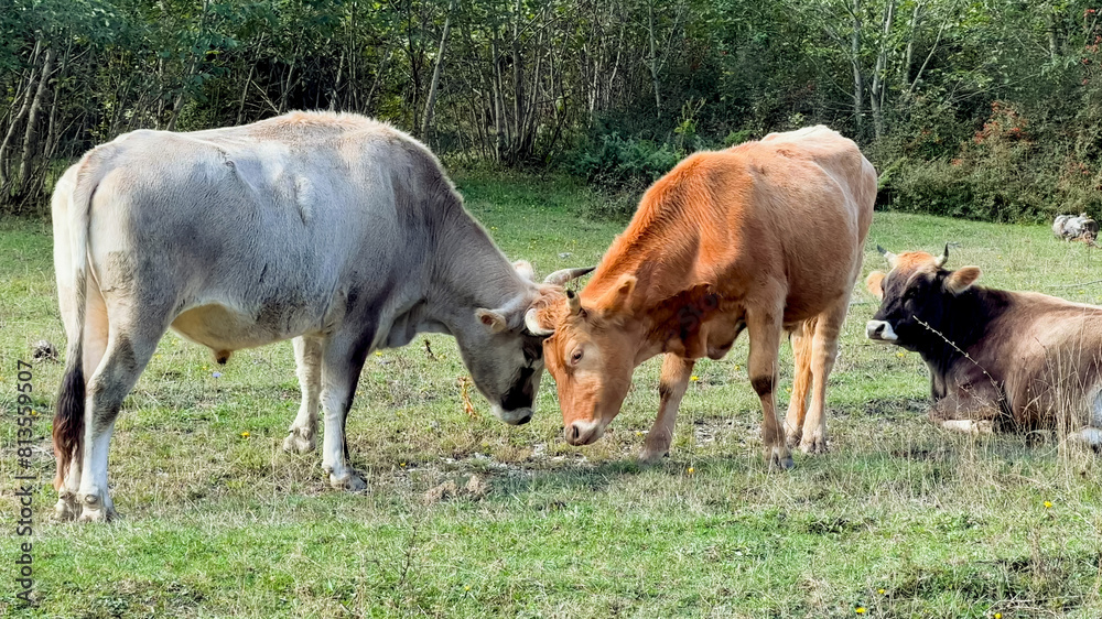 Two cows head-butting in a pastoral setting, evoking themes of rural life and traditional farming, relevant for agriculture and livestock-related content