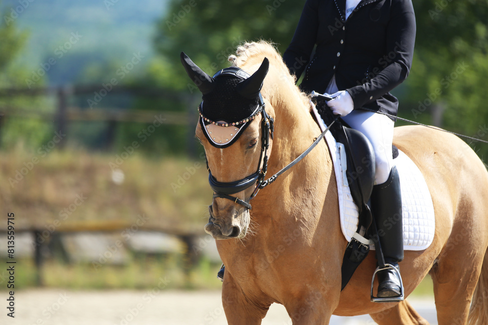 Obraz premium Closeup of a horse portrait during competition training