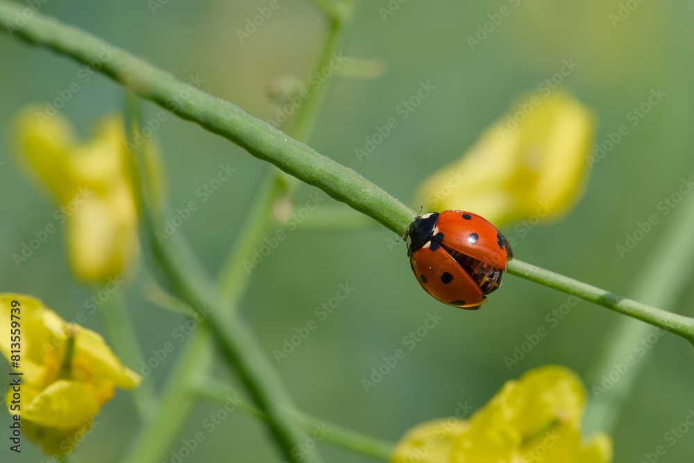 ladybug perching on the rapeseed stem close-up ladybug perching on the rapeseed stem close-up
