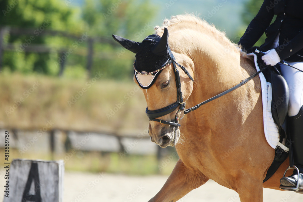 Obraz premium Closeup of a horse portrait during competition training