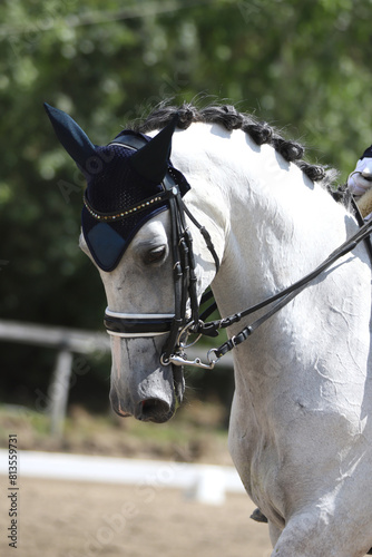 Closeup of a horse portrait during competition training