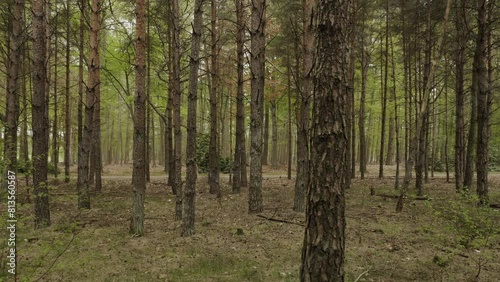 Wallpaper Mural Woman walking in young forest in Millingen Torontodigital.ca