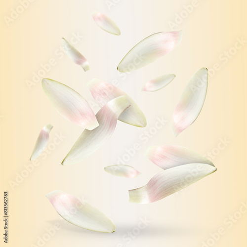 White lotus flower petals falling on dark beige background