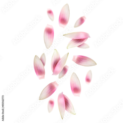 Pink lotus flower petals falling on white background