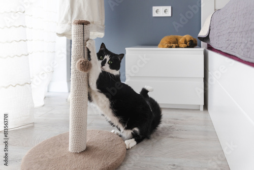 A black and white cat scratches a scratching post in the room