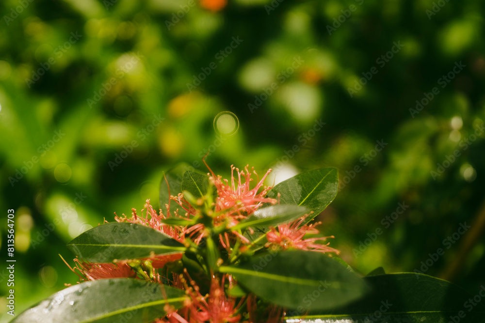 Xanthostemon youngii is a small tree with an upright trunk and Xanthostemon youngii many branches Xanthostemon youngii is a small tree with an upright trunk and Xanthostemon youngii many branches