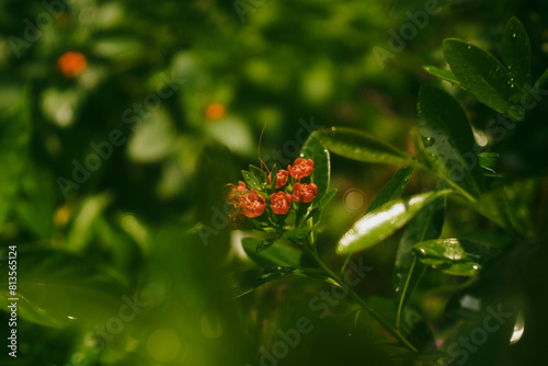 Xanthostemon youngii is a small tree with an upright trunk and Xanthostemon youngii many branches photo