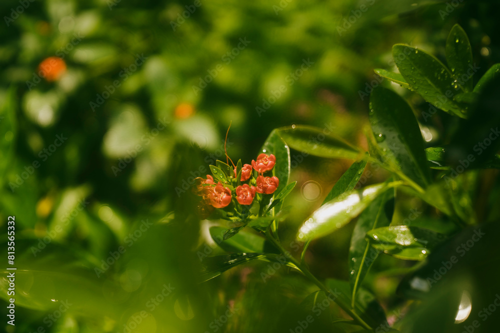 Xanthostemon youngii is a small tree with an upright trunk and Xanthostemon youngii many branches Xanthostemon youngii is a small tree with an upright trunk and Xanthostemon youngii many branches