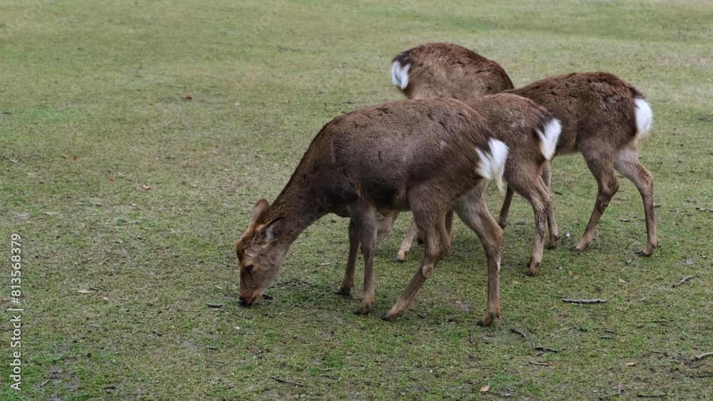 Four deers graze on the lawn in the park. Four deers graze on the lawn in the park.