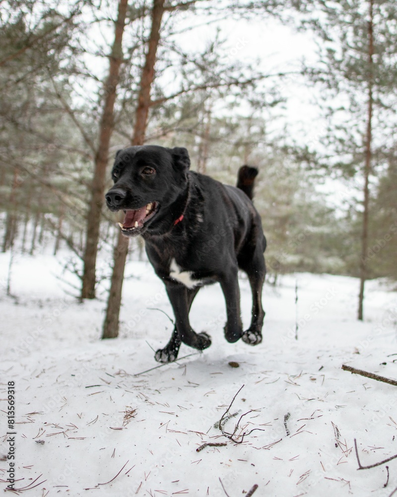 Vertical shot of an adorable playful black Labrador dog running around in a magical snowy forest