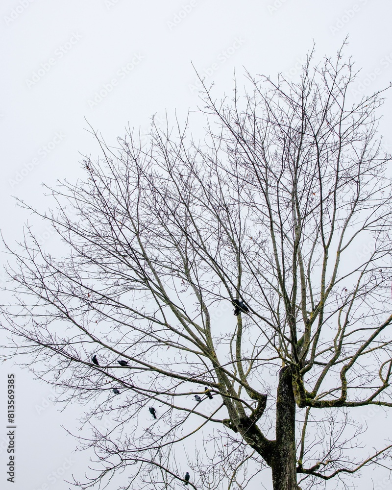 Vertical low angle shot of birds sitting on a leafless tree branches against the sky Vertical low angle shot of birds sitting on a leafless tree branches against the sky