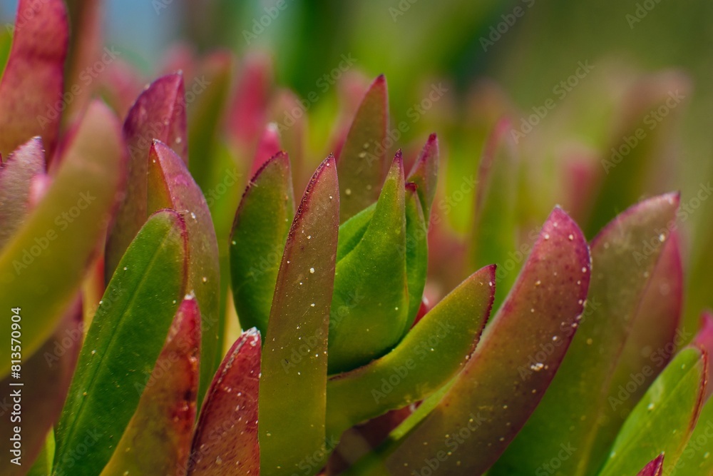 Closeup shot of Carpobrotus Edulis blooming in the garden Closeup shot of Carpobrotus Edulis blooming in the garden