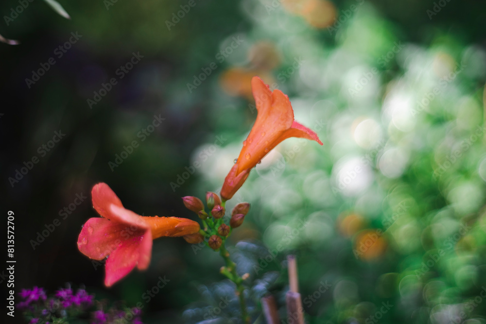 Campsis radicans are ovate to broadly lanceolate and the edges Campsis radicans are coarsely serrate.Seed pod and leaves of Campsis radicans Campsis radicans are ovate to broadly lanceolate and the edges Campsis radicans are coarsely serrate.Seed pod and leaves of Campsis radicans